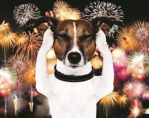 Fogos de Artifício, Cachorro, STF