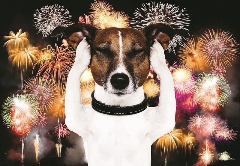 Fogos de Artifício, Cachorro, STF