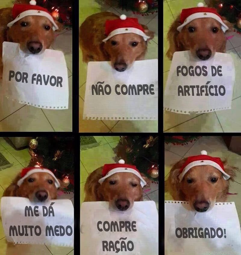 Fogos de Artifício, Cachorro, STF