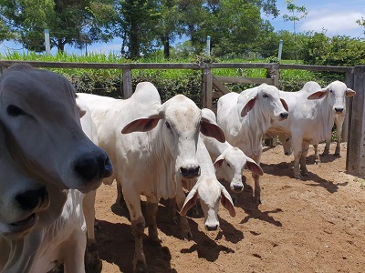 Campanha de vacinação contra Febre Aftosa