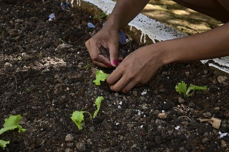 Horta em casa