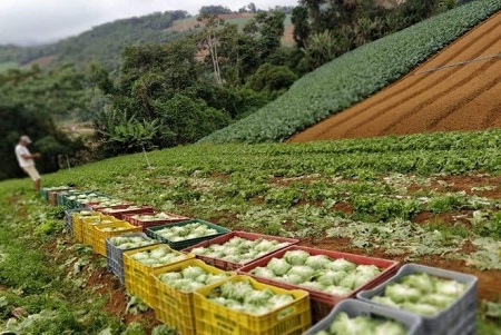 Agricultura