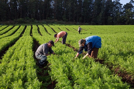 Governo está autorizado a comprar produtos da agricultura familiar para doação