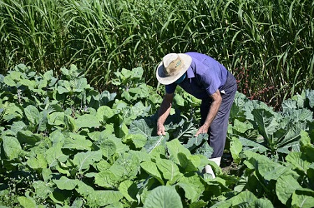 Secretaria Estadual de Agricultura lança cartilha sobre prevenção ao coronavírus voltada para produtores rurais