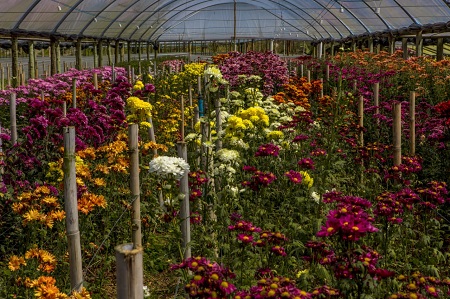 Nova Friburgo é o maior polo de produção de flores