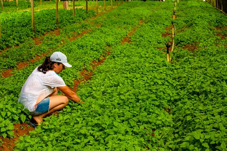 Secretaria de Agricultura foi responsável por manter o abastecimento em todo o estado durante a pandemia