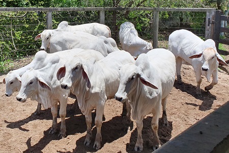 Segunda etapa de vacinação de Febre Aftosa termina dia 30 de novembro