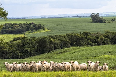 Agropecuária