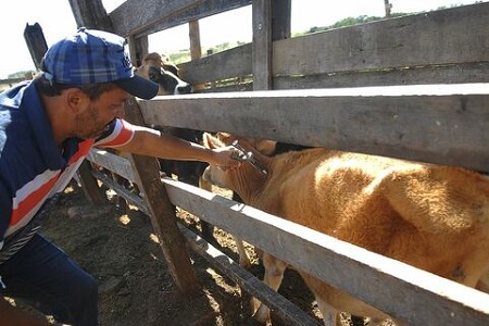 Vacinação contra aftosa é prorrogada