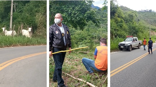 Guarda Municipal e Defesa Civil de Trajano alertam sobre perigo de animais soltos à beira das rodovias