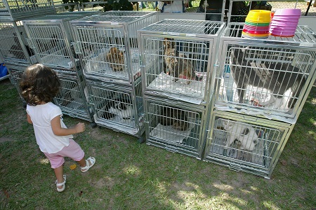 Estado lança programa de adoção de animais no "CarioCão" em parceria com Federação de Futebol