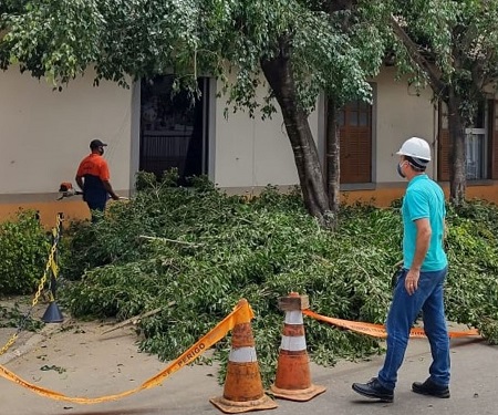 Poda de árvores garante maior segurança em Macuco