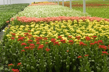 Instituto Brasileiro de Floricultura pede que permitam venda de flores para o Dia da Mulher