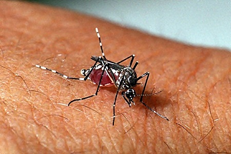 Especialistas destacam riscos da expansão da dengue e covid em 2023