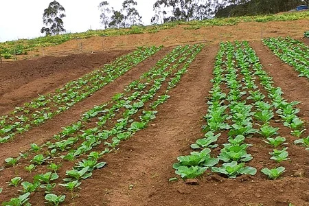 Produção do Horto de Duas Barras reforça cardápio de unidades públicas municipais