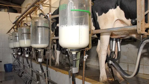 Pecuaristas de leite podem renegociar dívidas do crédito rural até 31 de maio
