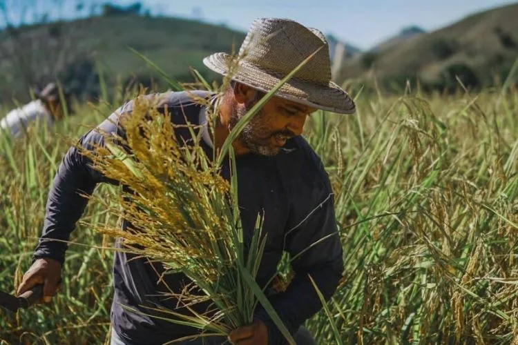 Arroz Anã, de Porto Marinho, é vendido em loja de produtos orgânicos em Cantagalo