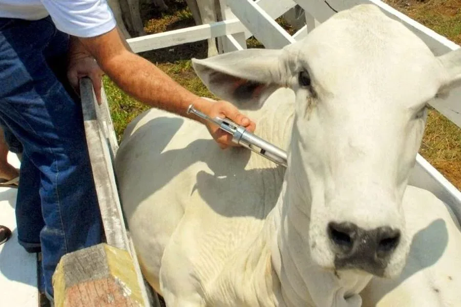 Vacinação em Febre Aftosa