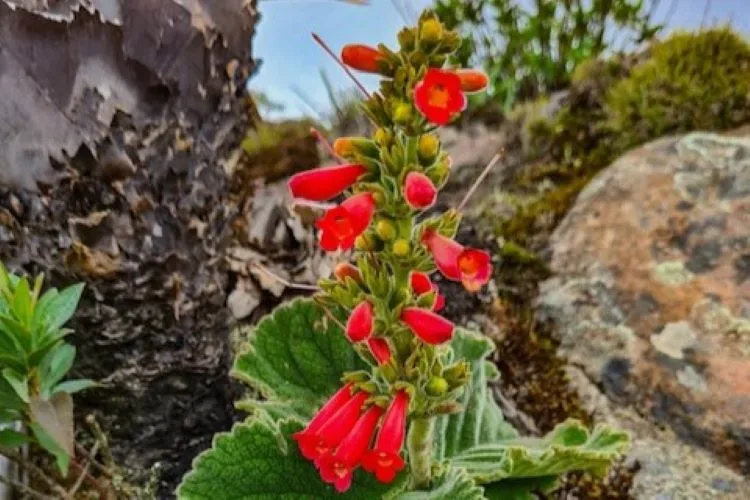 Planta é avistada pela 1ª vez  no Parque Estadual dos Três Picos, em Nova Friburgo