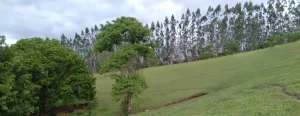 Sítio 10 Alqueires