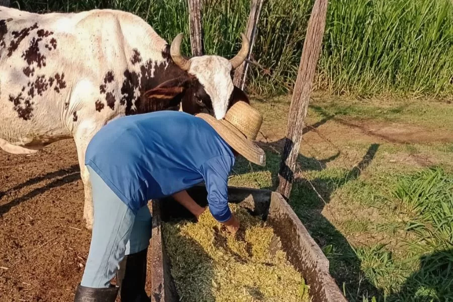 Produtores rurais de Itaocara e Aperibé recebem treinamento sobre cana com ureia