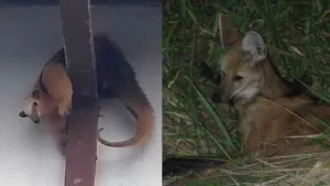 Tamanduá-mirim e lobo-guará são avistados no município do Carmo