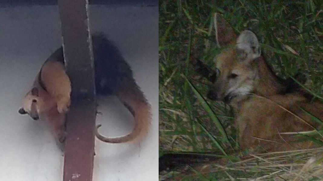 Tamanduá-mirim e lobo-guará são avistados no município do Carmo