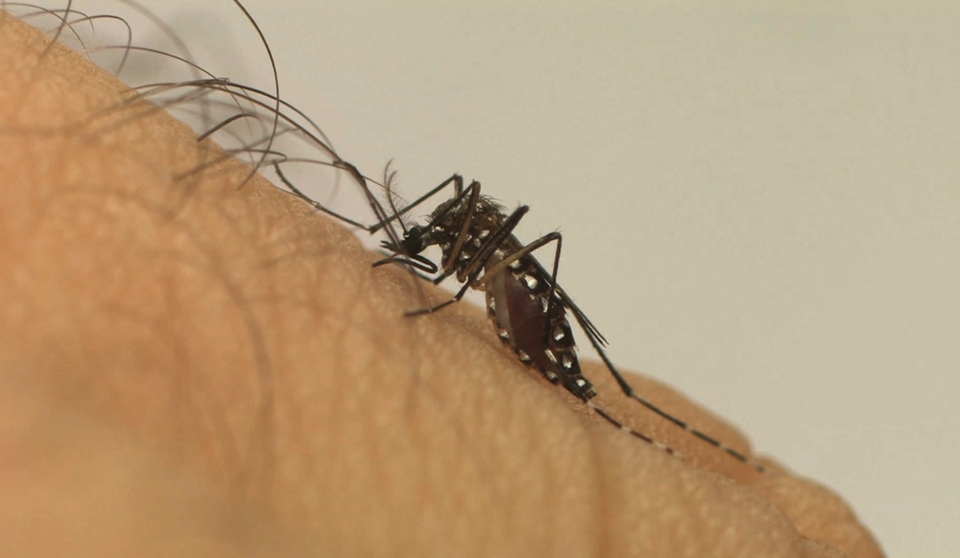 Aedes aegypti. Foto: Fiocruz/Divulgação