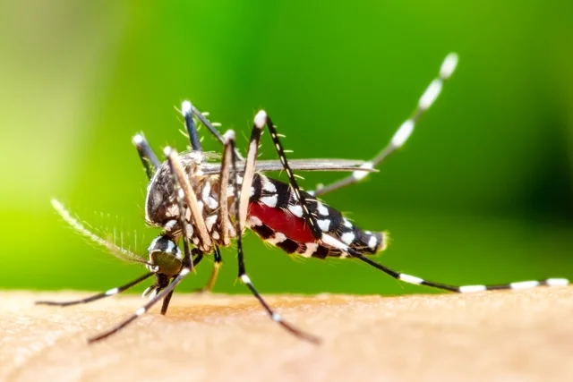 Município do Carmo inicia primeiro Levantamento do Índice Rápido para o Aedes aegypti de 2024