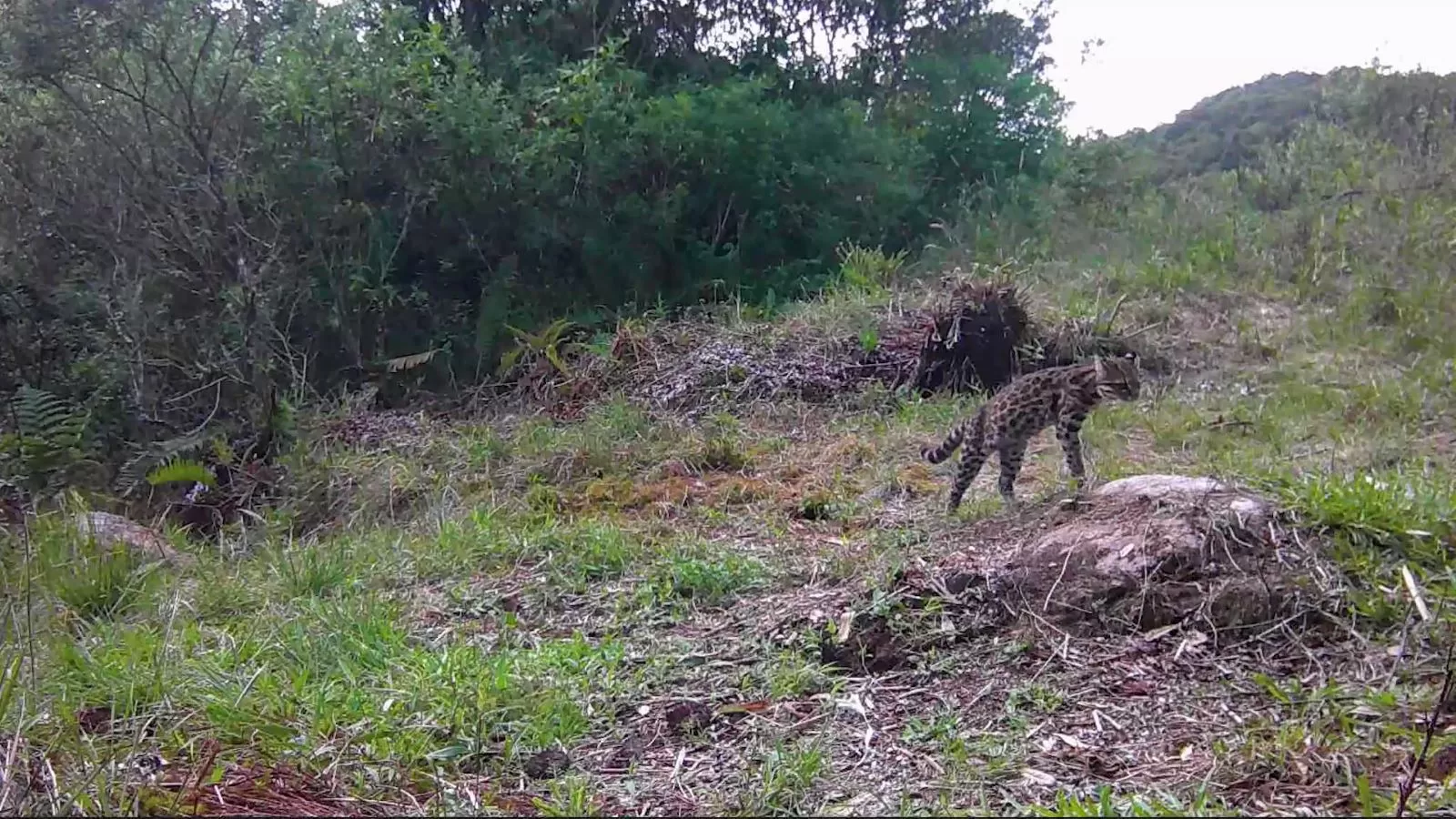 Parque Estadual dos Três Picos flagra dois gatos-do-mato em vídeo