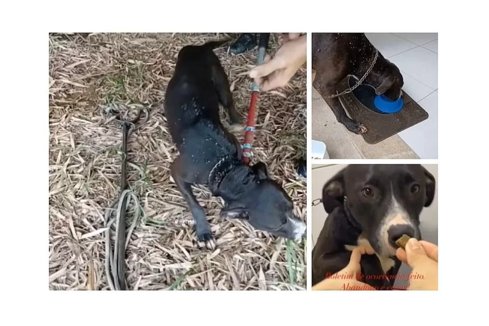 Cão abandonado para morrer é resgatado no município do Carmo