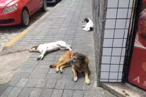 Cães nas ruas de Cantagalo