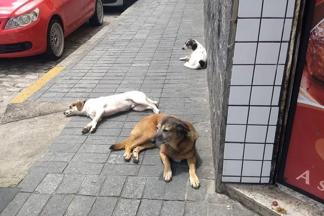 Cães nas ruas de Cantagalo