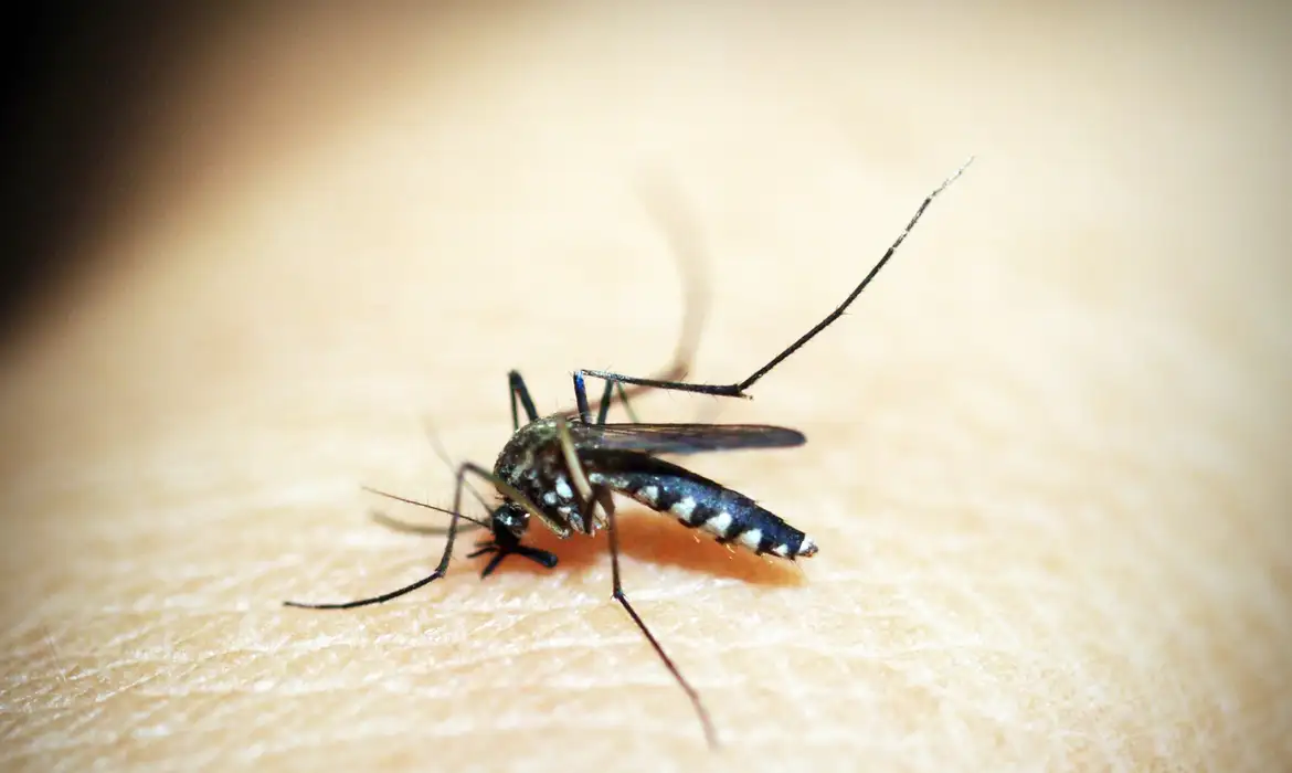 Mosquito da dengue