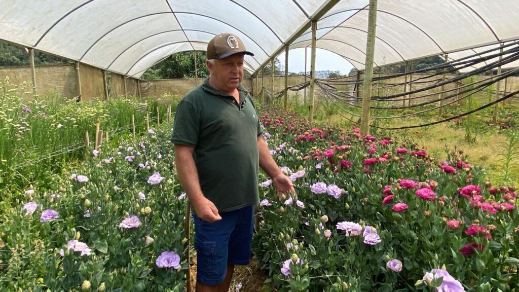 Estado é destaque na produção de flores de corte