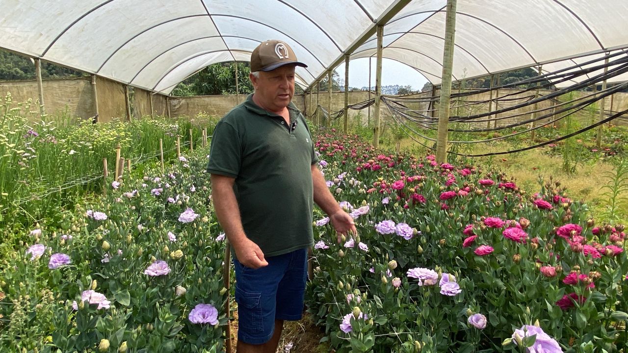 Estado é destaque na produção de flores de corte