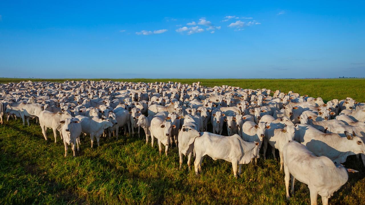 Secretaria de Estado de Agricultura reforça a campanha de atualização cadastral dos rebanhos