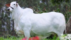 Carina FIV do Kado, recordista mundial de preço da raça Nelore. Valorização de R$ 24 milhões