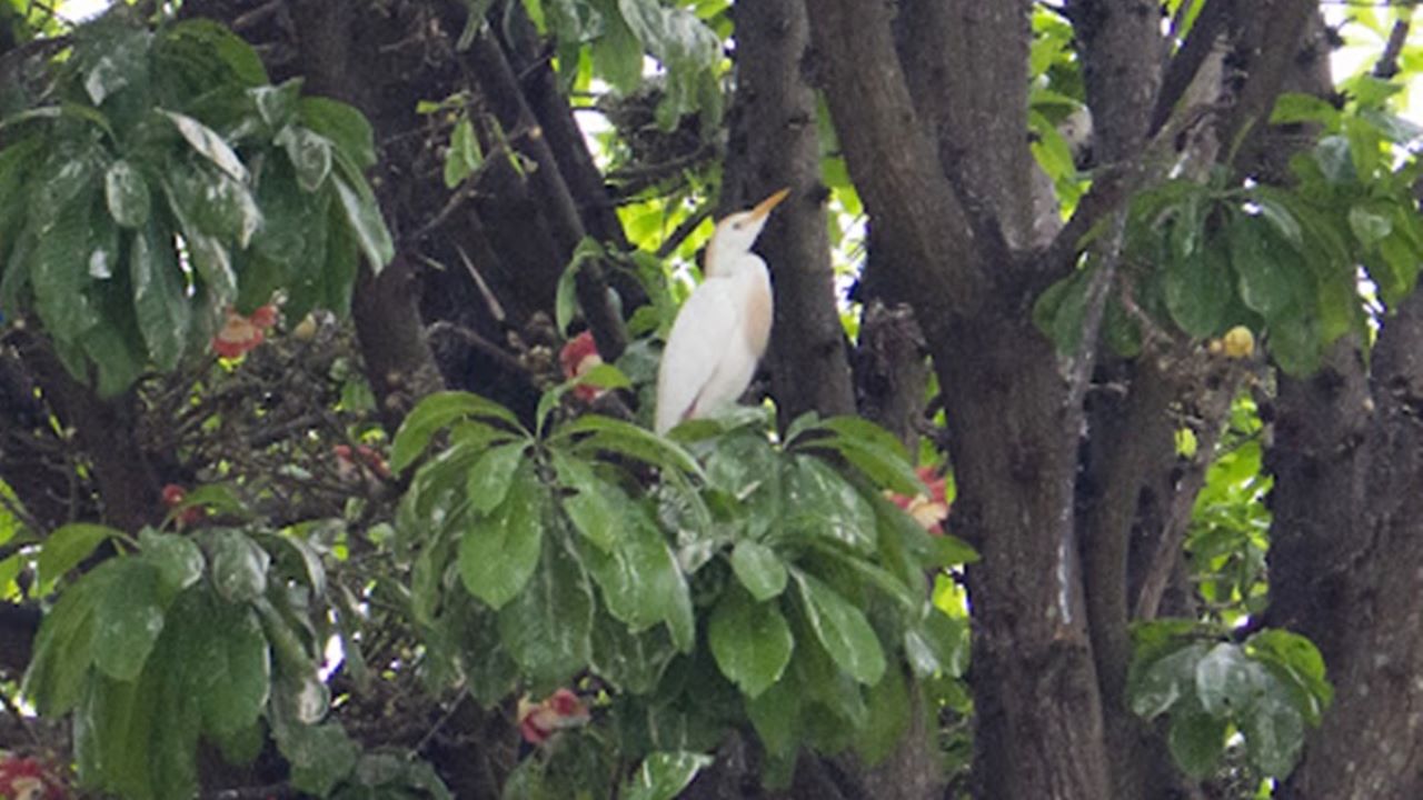 Garças estão fazendo ninhos na praça de Macuco