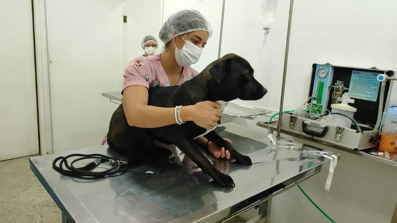 Programa municipal de Nova Friburgo segue realizando castração e chipagem de animais