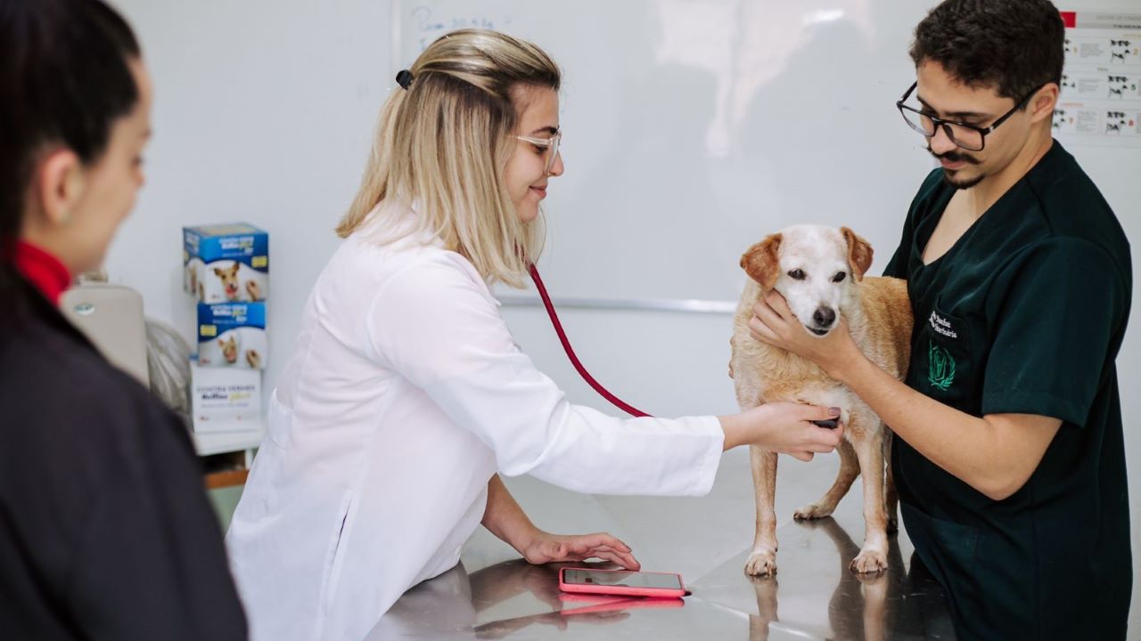 Cuidados com pets no verão: veja dicas essenciais para o bem-estar dos animais