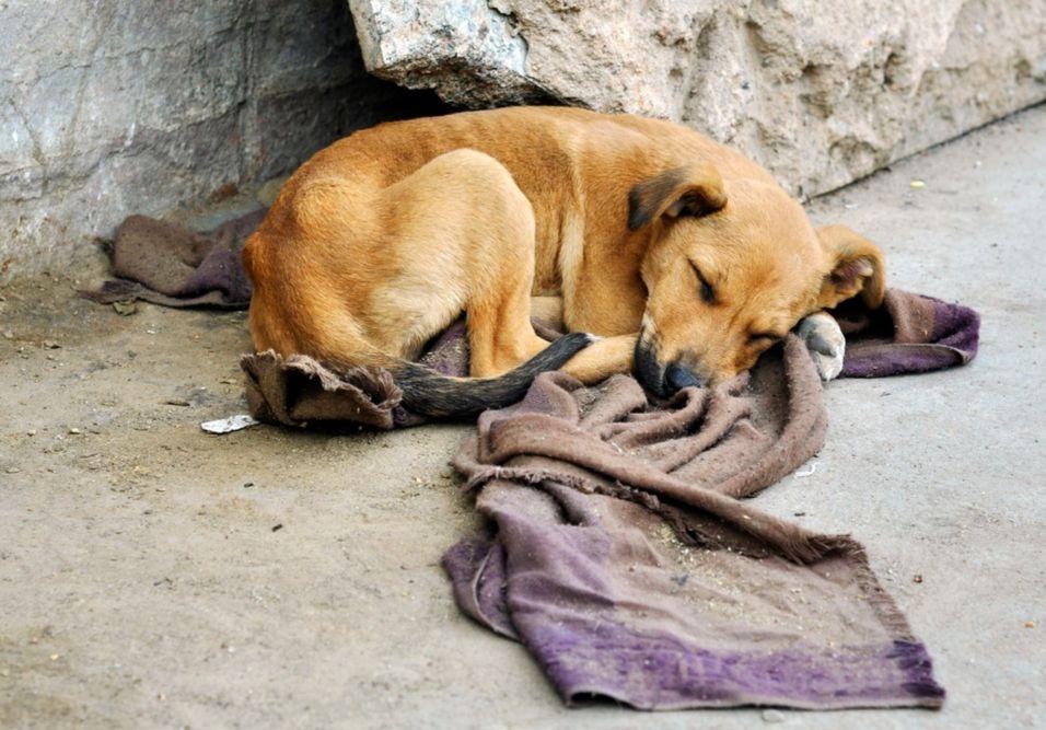 Ministério Público expede recomendação para que Nova Friburgo proteja de forma mais efetiva os animais em situação de risco