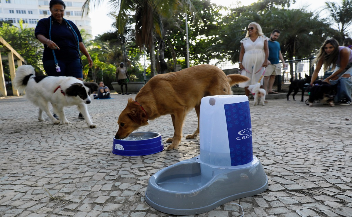 Governo do Rio promove hidratação para pets durante a onda de calor