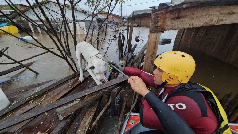 Bombeiros já resgataram mais de 5.000 animais em diferentes situações de risco em todo o Estado do Rio, este ano