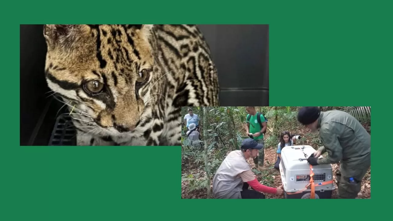 Jaguatirica é resgatada em Trajano de Moraes: após ser atingida por tiros, ela foi tratada e devolvida à natureza
