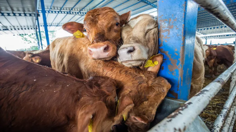 Entidades programam manifestações no dia 15 de junho para protestar contra a exportação de animais vivos