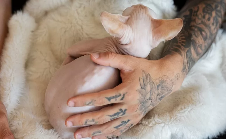 Presidente em exercício sanciona lei que proíbe tatuagens e piercings em cães e gatos