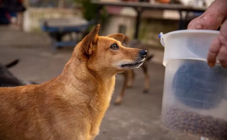 Prefeito sanciona lei que cria o Programa Banco de Ração Solidário em Nova Friburgo