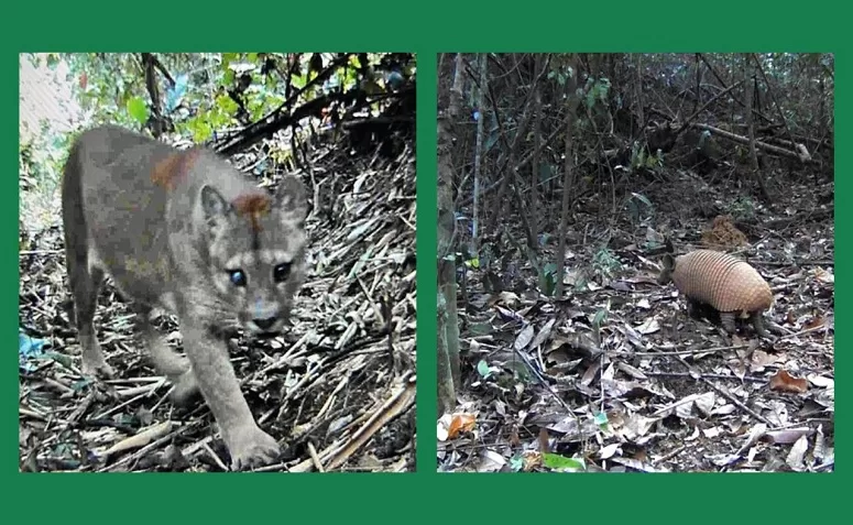 Secretaria de Meio Ambiente monitora por 30 dias a Unidade de Conservação Cambucá em Cantagalo