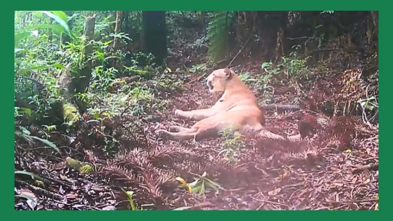 Onça-parda é flagrada em marcação de território no Parque Estadual dos Três Picos, em Nova Friburgo